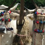 Buoi grigi alpini, Azienda agricola 'I Piani di Masone (foto E.Celona)